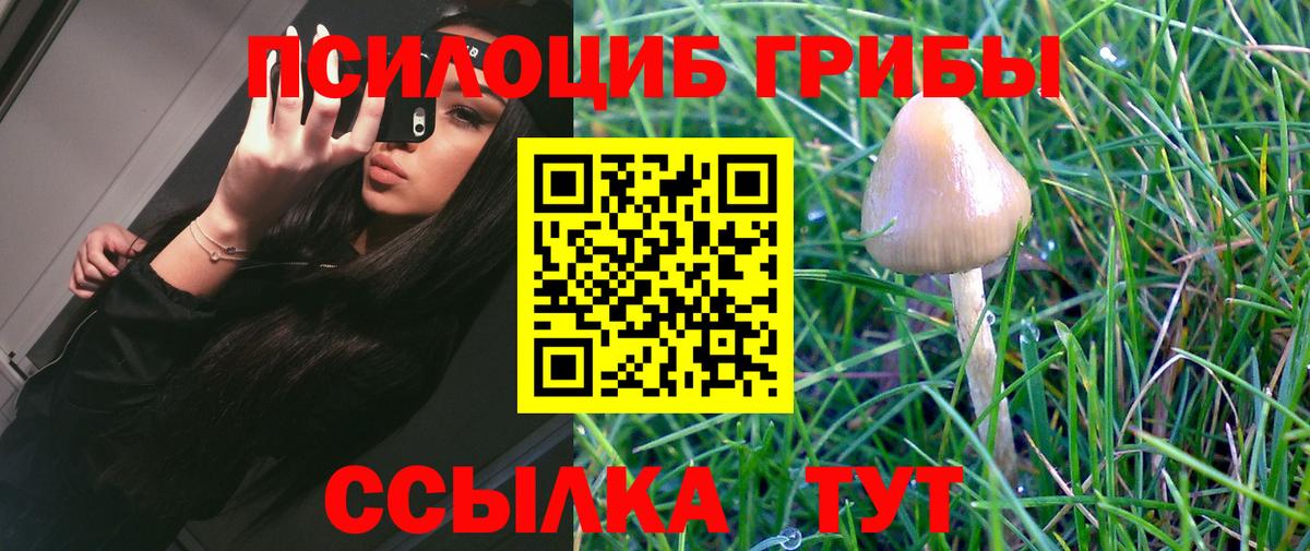 Псилоцибиновые грибы Psilocybine cubensis  Вход с VPN  Гатчина  Псилоцибиновые грибы Psilocybine cubensis 